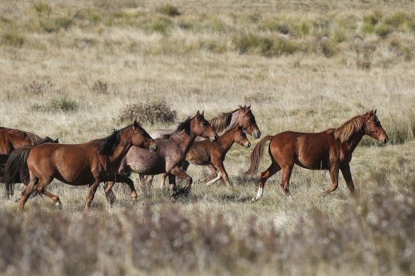 Feral horses (also known as brumbies or wild horses) seen at Long Plain, NSW.