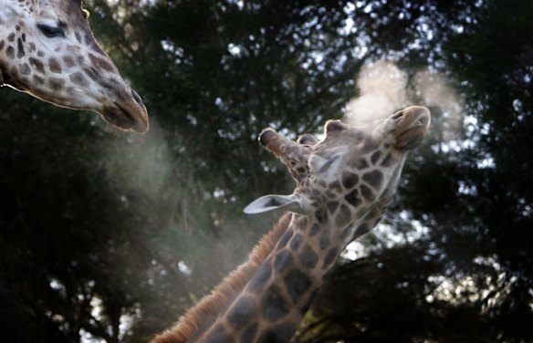 Glorious giraffe photos
