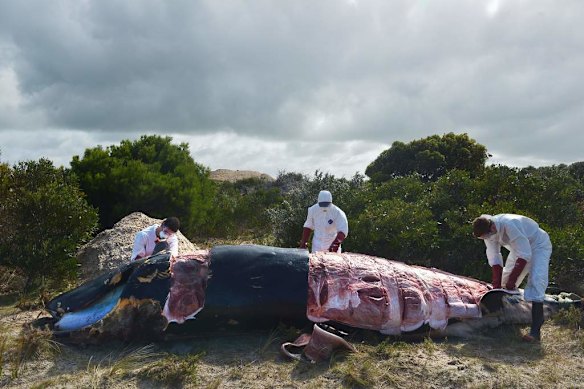 Rare pygmy right whale dissected on beach