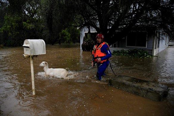 State Emergency workers rescue goats from a submerged home in Wallacia.