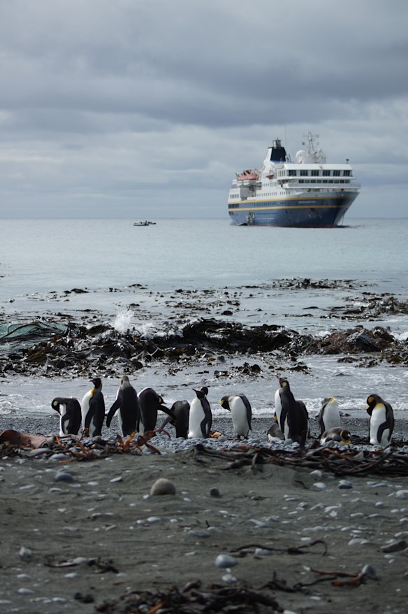 King penguins on Macquarie Island.