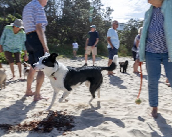 Narrawallee and Mollymook residents gather at Narrawallee beach to walk their dogs.