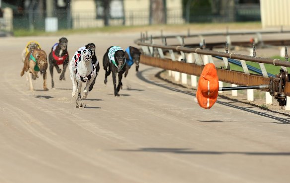 A Greyhound race meeting at Richmond on March 9, 2016 in Sydney, Australia. 