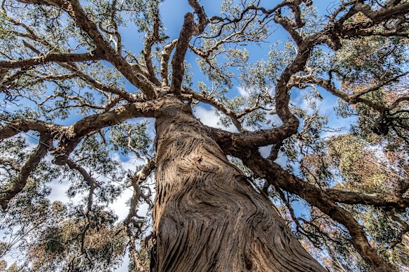 The Djab Wurrung call this ancient Indigenous tree the Directions Tree, which they believe grew from a seed and the placenta of their ancestor many centuries ago. It is believed that the tree had the power to give spiritual guidance.