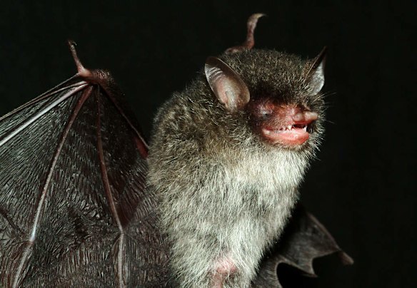 Newly discovered species in the Greater Mekong Delta