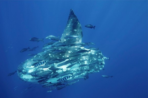 The Sunfish a larges bony fish and can weigh as much as 1000kgs. Satellite tracked sunfish have recorded maximum diving depths of 472m.
