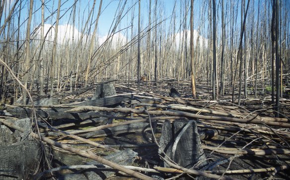 Burned logging regrowth in Victoria’s Central Highlands.