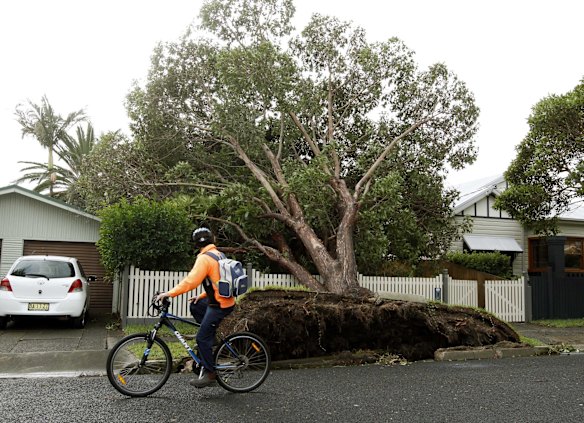 A large tree takes the footpath with it in Hamilton.