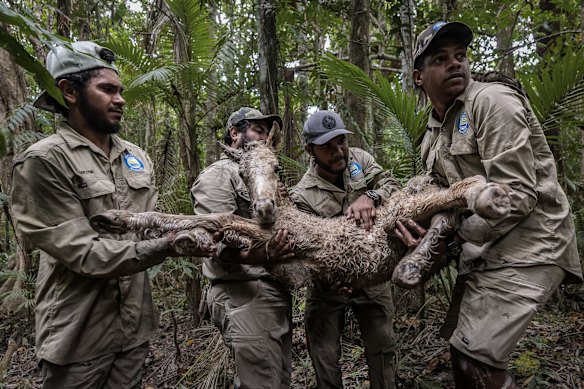 Gunggandji Land and Sea Rangers (from left) Victor Bulmer, Roszaly Aitken, Fredrick Lefoe and Chasten Hunter carry a horse they found in distress deep in the scrub on August 22. The horse was taken back to town in the back of their ute. The rangers then found a paralysis tick, which was removed. After debate on the horse's future, the owner was found and decided to care for it. Days later word was sent back that the horse was up and walking again.