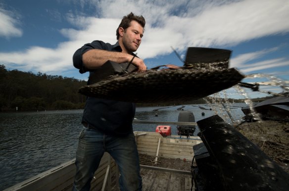 Oyster farmer, Ewan McAsh hauls in some 18-month-old Sydney rock oysters, on the Clyde River in Batemans Bay, NSW. He will take them back to his shed where they will be sorted by size and transferred into different baskets. 