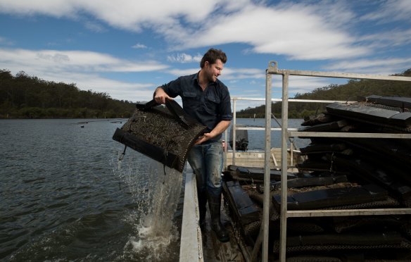 Oyster farmer, Ewan McAsh hauls in some 18-month-old Sydney rock oysters.