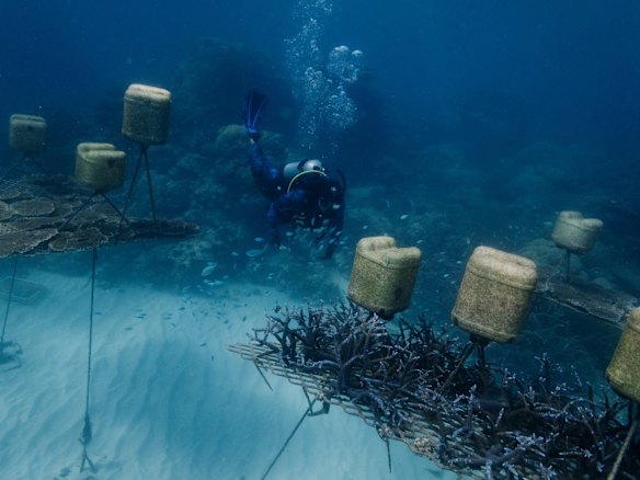 The Great Barrier Reef Foundation is working with the University of Technology Sydney and five local tourism operators to plant 100,000 healthy corals on reefs in the Cairns and Port Douglas region. 