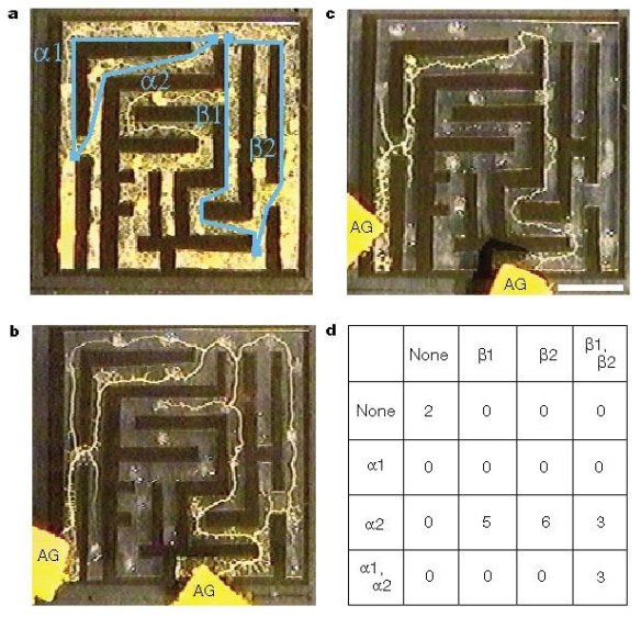 This image shows at point a) the slime expanding to fill the maze and b) the slime contracting and c) the slime’s final arrangement, effectively solving the maze.