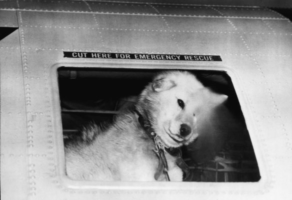 Going home ... One of the sled dogs used by Dr Fuchs, catches a flight home after a job well done.