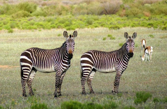 There are no major predators in the region, but 35 mammal species are found in the area, including zebras.
