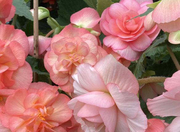 Harris likes tuberous begonias with ruffled rose-like forms