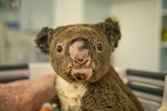 Animal rescue shelters and are being inundated with a menagerie of native wildlife, with fears local koala populations have been obliterated as deadly bushfires continue to tear across NSW 