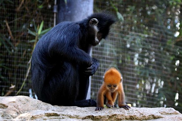Taronga shows off orange baby monkey