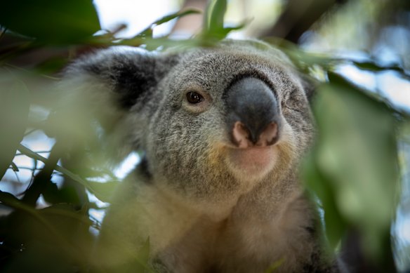 Koala populations are vulnerable from a  range of threats, prompting the government to declare the species deserving additional protection including at 15 sites with national parks.