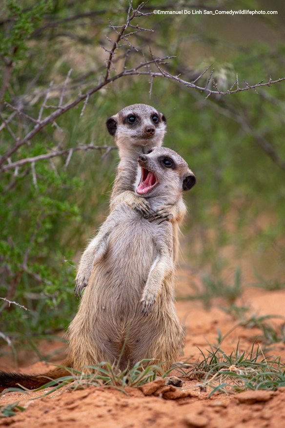 Highly Commended

Title: "I'm gonna strangle you!"
Description: I was following a group of meerkats on foot in the Kalahari Trails Game Reserve, in South Africa. Most individuals, including adults, were in a playful mood. It gave me a unique opportunity to capture very interesting and dynamic interactions between some members of the group. In the photo that I have selected, there is no aggression between individuals, but rather an interaction that reminds us of humans when one of your friends jokes about you and you pretend to strangle them and, in response, they open their mouth like a simpleton :-)
Animal: Meerkats or suricates (Suricata suricatta)
Location of shot: Kalahari Trails Game Reserve, South Africa 