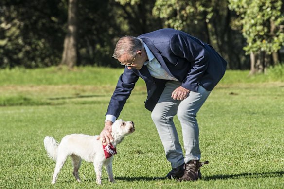 Federal Opposition leader Anthony Albanese out of COVID isolation with Toto his dog at HJ Mahoney Memorial Park in Marrickville.