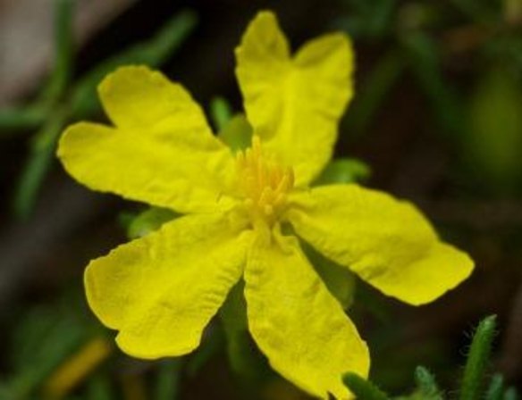 A Julian’s Hibbertia in full flower. Pretty plants are more likely to attractive attention of researchers 