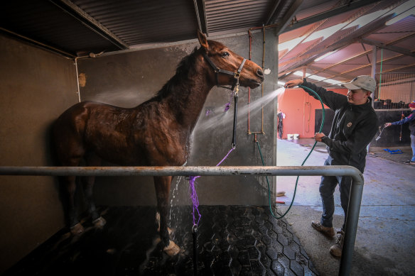 Ed Corstens, a strapper at his family’s Malua Racing stables, washes down Turn It Up Tommy after track work.