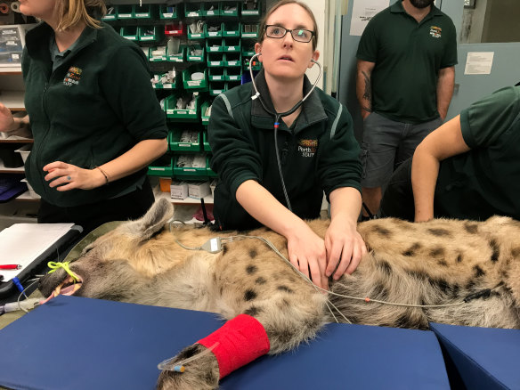Perth Zoo's oldest hyena Kigana, 18, is seen during a health check to ensure his joints and teeth remain strong. 
