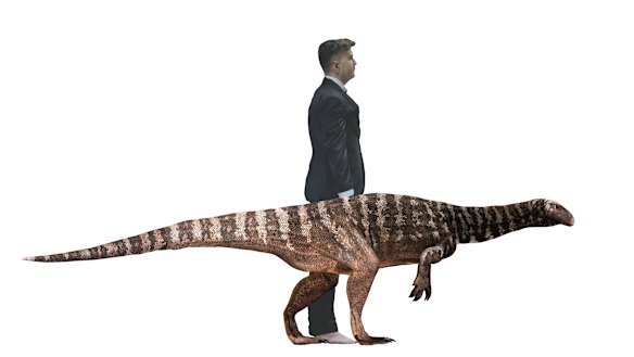 A comparison of the sauropodomorph to a human.