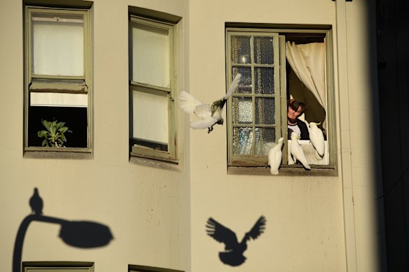A Kings Cross resident feeds a gang of Cockatoos that gather outside his kitchen window in the late Autumn afternoon sunlight. 29th May 2019.