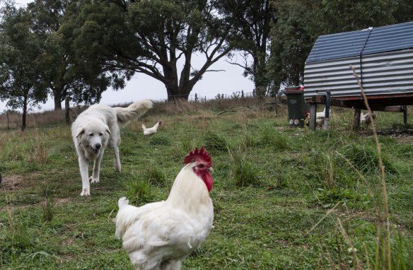 Maremma dogs guard the Bresse chickens at Tathra Place Free Range farm. Maremma are a European specialty breed used for guarding livestock.