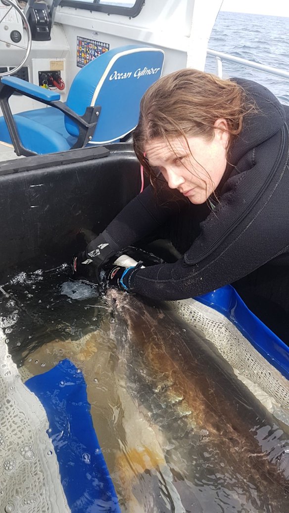 Fluffy prior to being released back out to sea after an overnight stay at Manly Sea Life Sanctuary.