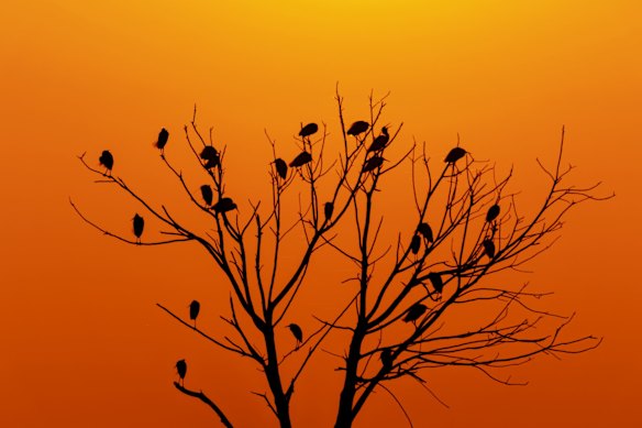Egrets resting on a tree as the sun sets at Wuxing Farm.