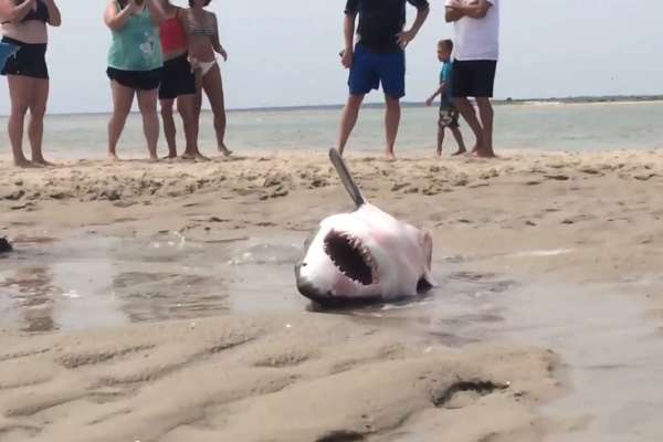Great white shark beaches itself at Cape Cod, USA, captured on YouTube