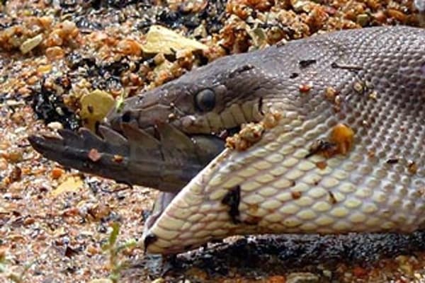 Snake eats crocodile