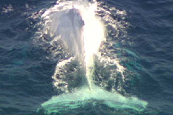 Return of the great white whale