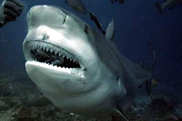 Bondi Shark Attack Second Strike In Two Days