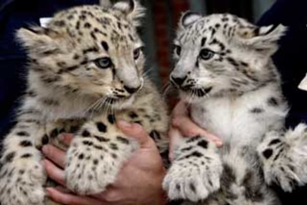 Australian aid helps save snow leopards