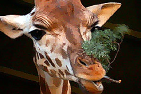 Marius the giraffe killed at Copenhagen Zoo and fed to lions