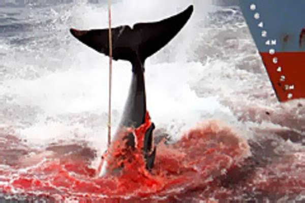 NZ intervenes in whaling case