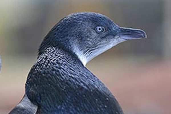 Little penguins waddle into new home