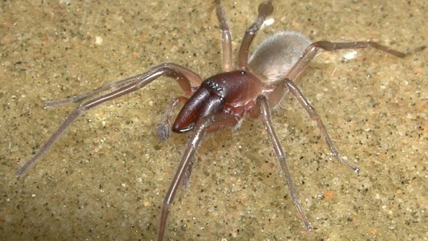 10 AMAZING NEW SPIDER SPECIES DISCOVERED 