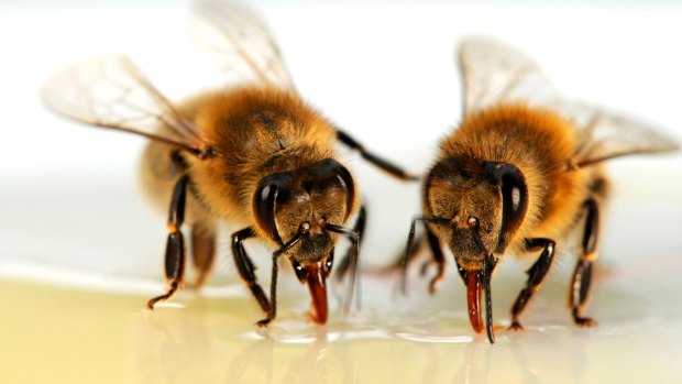The varroa mite weakens and kills bees.