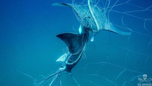 A ray trapped in the net off Seven Mile Beach in Lennox Head. 