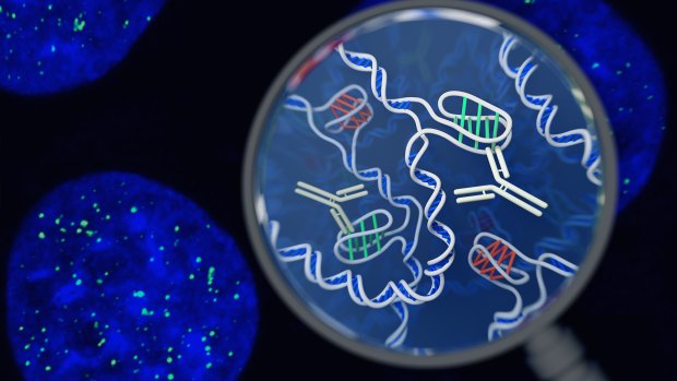 This artists' impression shows regular DNA in blue and 'knots' in green.