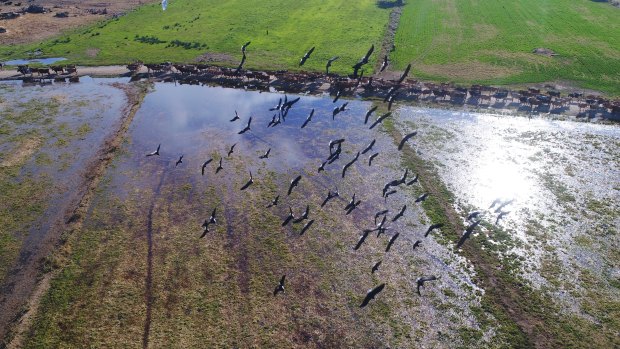A flock of ibis fly over the dairy herd of owned by Daryl Hoey, near Katunga in Victoria.