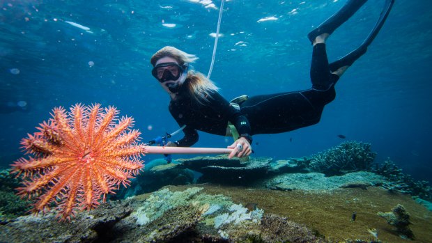 Australians view the Great Barrier Reef as its most important place to protect - and most see it in decline, from climate change-linked coral bleaching to crown of thorns star fish (as shown).