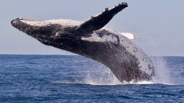 About 35,000 whales will migrate this winter.