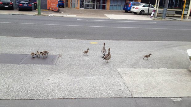 Ducklings in West End.