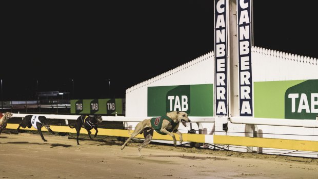 Canberra's last greyhound race meeting on Sunday night.